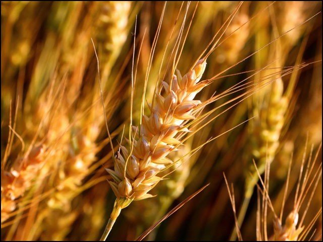 wheat production increases