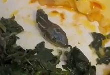 Snake head found in air passenger's food, video goes viral