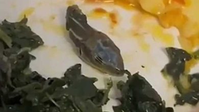 Snake head found in air passenger's food, video goes viral