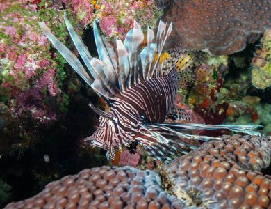 The spread of hungry lionfish in Brazil